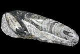Polished Orthoceras (Cephalopod) Fossils - Morocco #96642-1